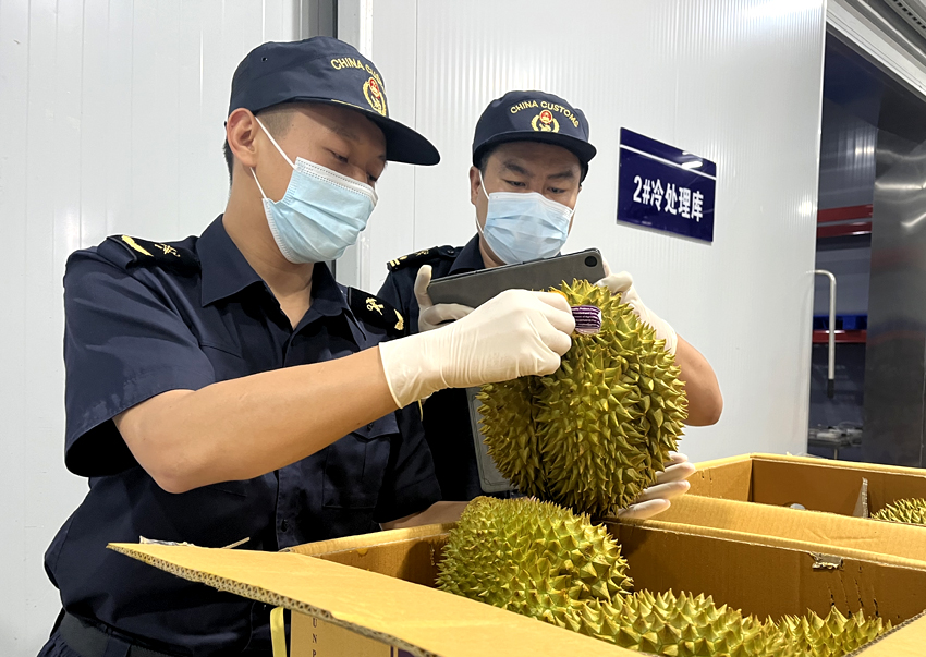 磨憨鐵路口岸綜合性指定監(jiān)管場地水果查驗區(qū)內，海關關員正在查驗進口榴蓮。勐臘海關供圖