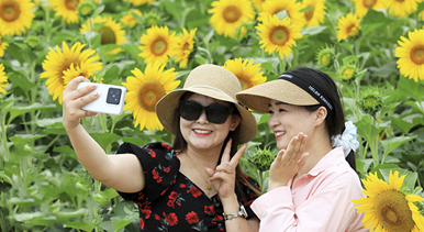 安徽淮北：芬芳夏日葵花開