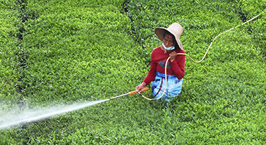 江西泰和：夏茶管護